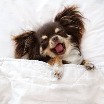 Is Country Inn & Suites, Asheville River Arts District pet friendly?